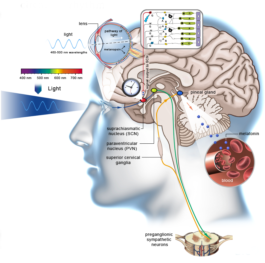 Circadian Rhythm