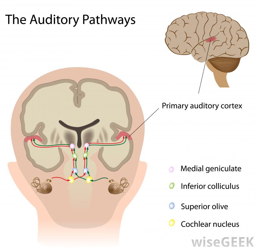 Auditory Cortex