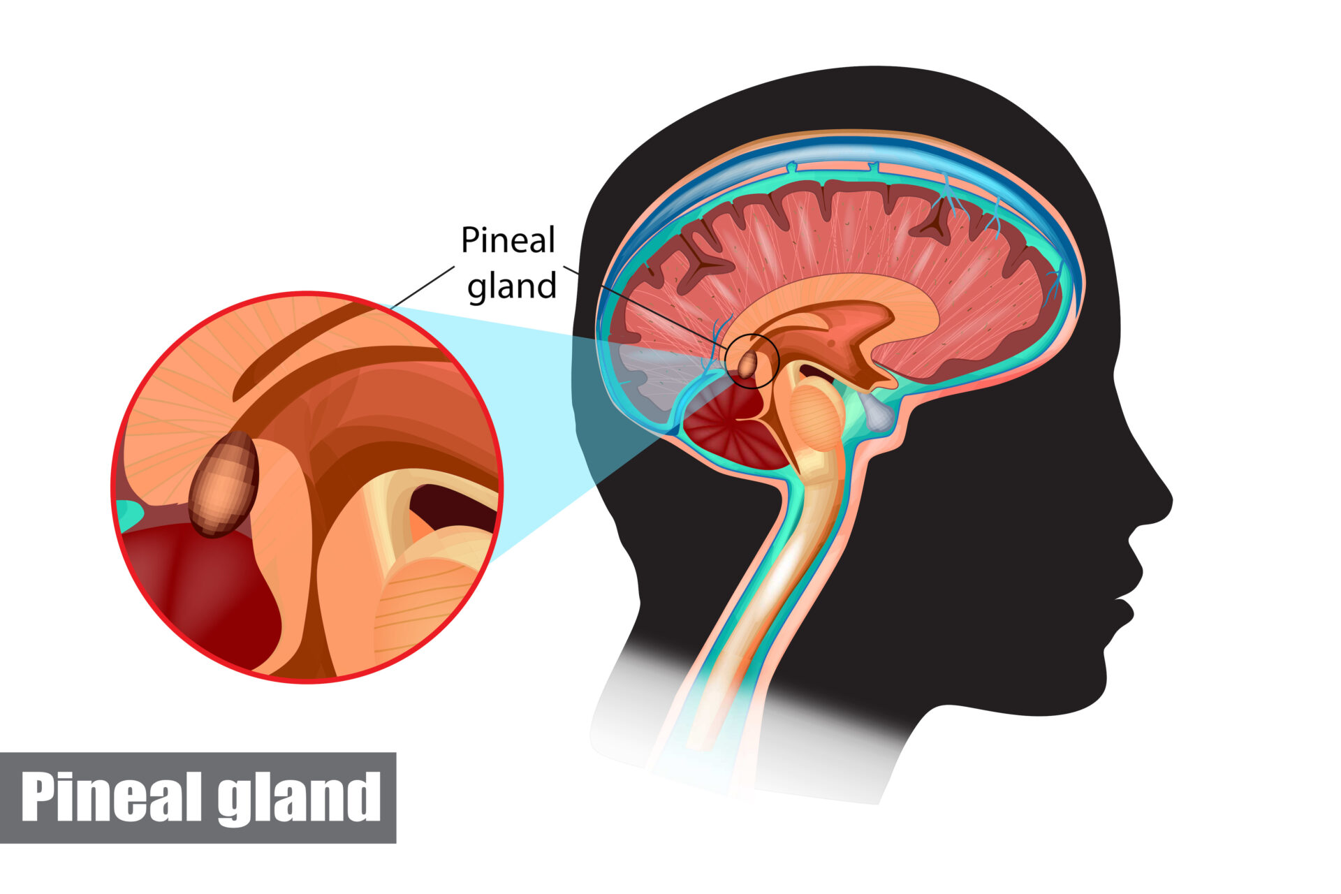 Pineal gland